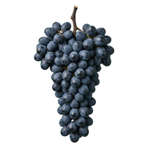Syrah druiventros