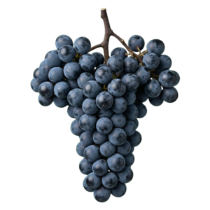 Tempranillo druiventros