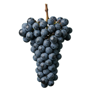 Touriga nacional druiventros