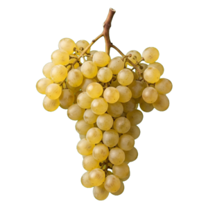 Trebbiano druiventros