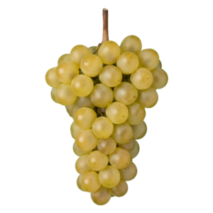 Vermentino druiventros