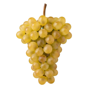 Viognier druiventros
